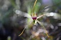 Carousel Spider Orchid native wildflower to Perth Western Australia